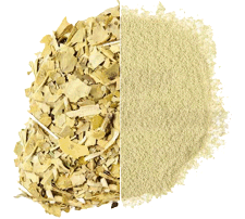 Organic Yerba Mate Matcha