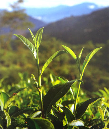 NEW SPROUTS ON A TEA BUSH IN DARJEELING